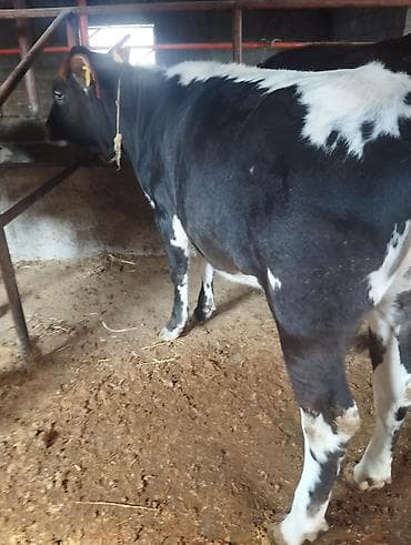 на племя: Продаю | Бык (самец) | На откорм | Привязанные — 3