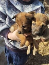 отдать собаку в приют бесплатно: Внимание Срочно отдам даром щенят здоровые активные кушают хорошо — 3