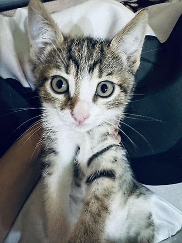 Котята домашние, отдам в хорошие руки Кушают все, к лотку приучены