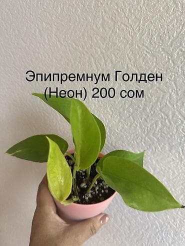 фикус чёрный принц: Комнатные растения в горшках: - Эпипремнум Marble Queen — пестрые — 2