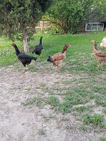 курица кара балта: Продаю | Куры | Домашняя | Для разведения — 3