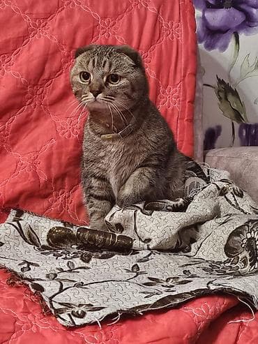 Животные: Отдам даром в добрые руки 🖤Черная кошка - кличка Ханни, 5 лет, чистая — 6