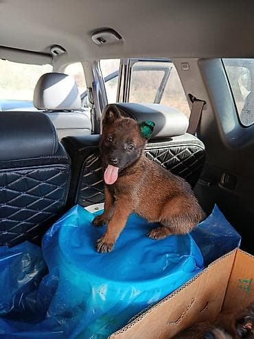 машка собака: Щенки (помет) среднего/крупного типа, окрас рыже-рыжевато‑бурый с — 1