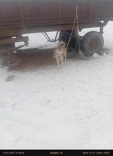 купить овчарку щенка: Лайка, 7 месяцев, Самец, С прививкой — 4