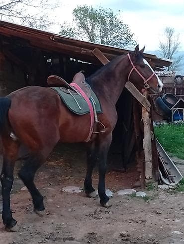 тяжеловоз лошадь: Продаю | Жеребец | Конный спорт — 1