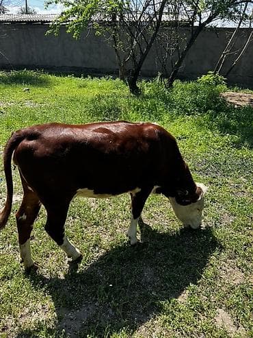 буки: Продаю | Тёлка | Герефорд | На откорм | Привязанные — 3