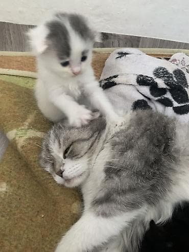 Котята домашние, разного окраса В добрые руки Котятам 1 месяц Отдаю