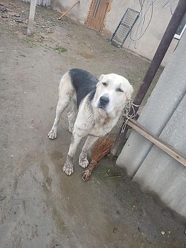 метиленовый синий: Алабай, 1 год, Самец — 6