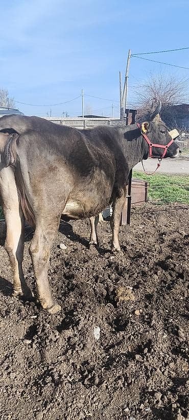 каровы юрьевка: Продаю | Корова (самка) | Алатауская, Швицкая | Для разведения, Для молока | Племенные, Стельные, Искусственник — 3