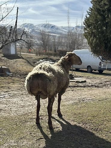 куплю тук: Продаю | Овца (самка) | Для разведения | Племенные, Осеменитель — 5