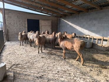 сельскохозяйственные животные продажа: Продаю | Ягненок, Овца (самка) | Арашан | Для разведения | Племенные — 8