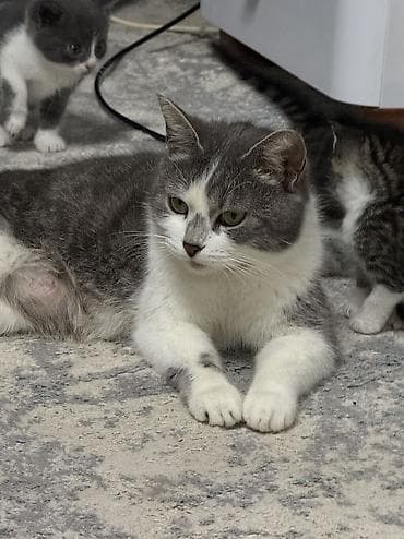 Котята домашние, короткошёрстные, окрасы: серо-белый биколор и at lalafo.kg Котята домашние, короткошёрстные, окрасы: серо-белый биколор и