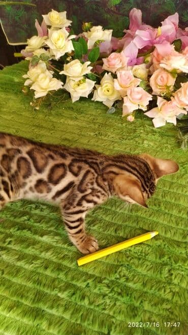 новорожденные котята: Бенгальская, 2 месяца, Мальчик — 14