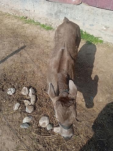 отдам голубей: Продаю | Тёлка | Швицкая | На откорм | Осеменитель — 2