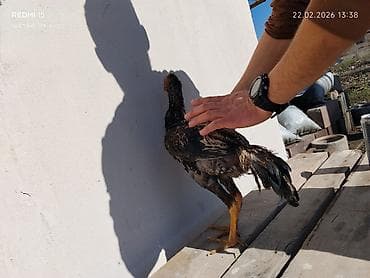 купить живого петуха: Продаю | Петух | Бойцовая | Для разведения — 3