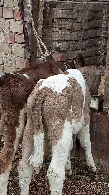 прадаю баран: Продаю | Тёлка — 7