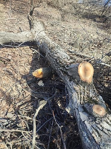 1 кг мяса цена бишкек: Отун Жаңгак — 2