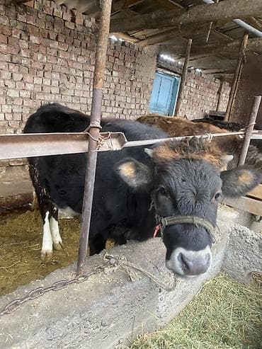 бык герафорд: Продаю | Корова (самка), Бык (самец), Тёлка | На откорм | Привязанные — 3