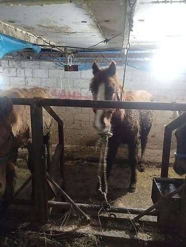 тай лошадь: Продаю | Жеребец | Рабочий — 8