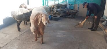 соль для животных: Продаю | Баран (самец) | Гиссарская, Арашан | На забой, Для разведения | Осеменитель — 5