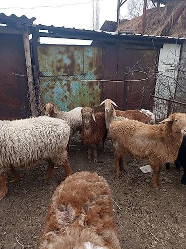 бараний жир: Продаю | Овца (самка), Баран (самец) | Для разведения | Осеменитель — 10