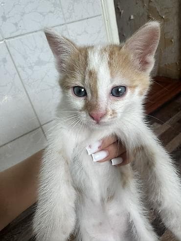 каракол кошки: Кошка даром: Беспородная, 2 месяца, Девочка, Приучена к лотку — 5