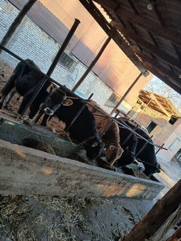 когучкон фото: Продаю | Корова (самка) | На откорм — 2