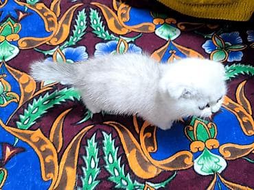 кошка каракол: Шотландский вислоухий котёнок (Scottish Fold) - Окрас: серебристый — 2