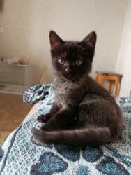 отдам породистого котенка: 2 айлык, Ургаачы, Лотокко барууга үйрөтүлгөн, Курттардан тазаланган, Эмделген — 3