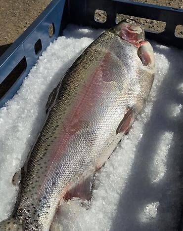 Куплю Форель от 3х кг тушка! Большой объём!