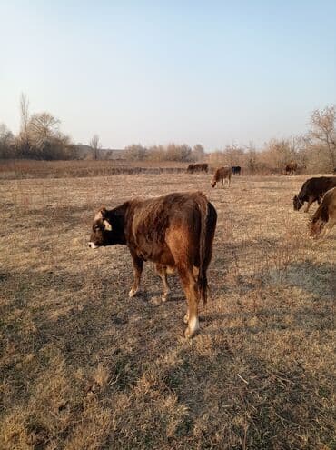 комбикорм для бройлеров: Продаю | Бык (самец) | Швицкая | На откорм — 9