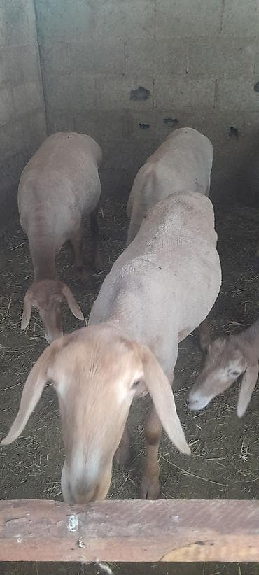 кошки милые: Продаю | Овца (самка) | Арашан | Для разведения — 5