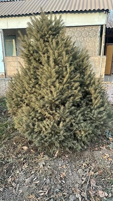 Бакча эмереги: Көчөттөр дарактардын: Карагайлар — 3