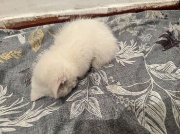 Иттер: Мышык бекер берилет: Породасыз, 3 айлык, Эркек — 6