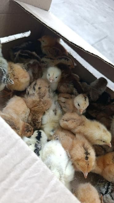 ит пародасы: Сатам | Балапандар | Көбөйтүү үчүн — 2