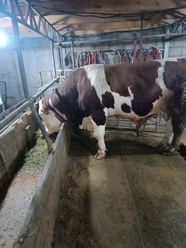 купить бельгийскую овчарку малинуа: Продаю | Бык (самец) | Для разведения | Племенные — 1