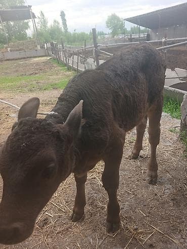 корова голштинской: Продаю | Музоо, торпок | На откорм — 2