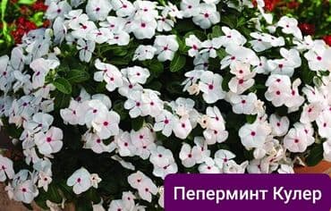 уф печать оборудование: Эхинацея - 250 сом. Эхинацея белая - 350 сом. Флоксы - 300 сом — 16