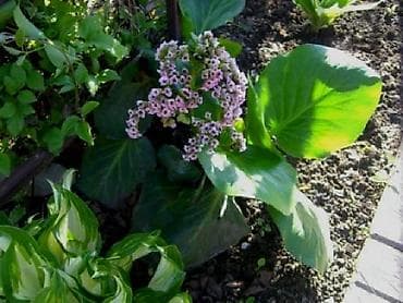 клематис: Садовые растения - кустарники ( вейгела пестролистная, рябинник — 9