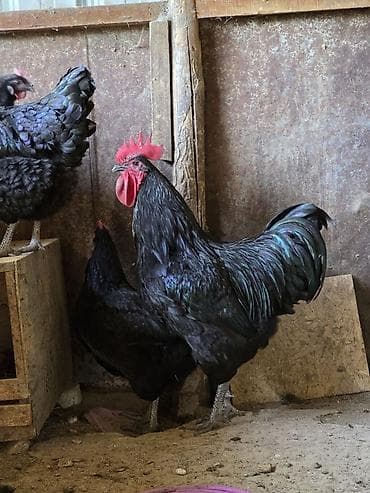 золотой ворон: Продаю | Петух | Для разведения — 1