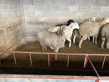 Үй жаныбарлары үчүн товарлар: Сатам | Ургаачы кой (ургаачы) | Көбөйтүү үчүн | Асыл тукумдуу — 3