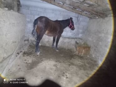 Грызуны: Продаю | Жеребенок | Конный спорт — 5