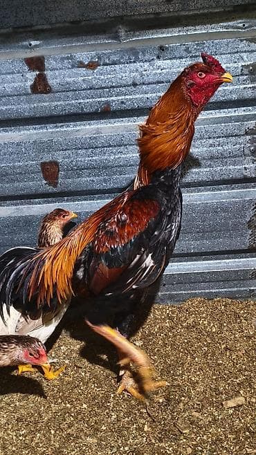 клетки для птицы: Продаю | Петух | Для разведения — 4