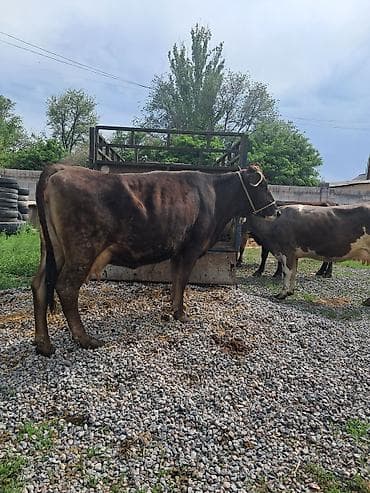 коровы самка: Продаю | Корова (самка) | Полукровка | Для молока | Привязанные — 3