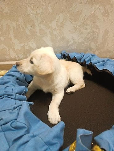 хаски бишкек купить: 2 месяца, Самец, С прививкой — 4