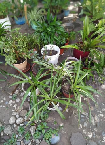 земля для растений: Отдам оптом все имеющиеся цветы на фото в обмен на 20 литров земли для — 1