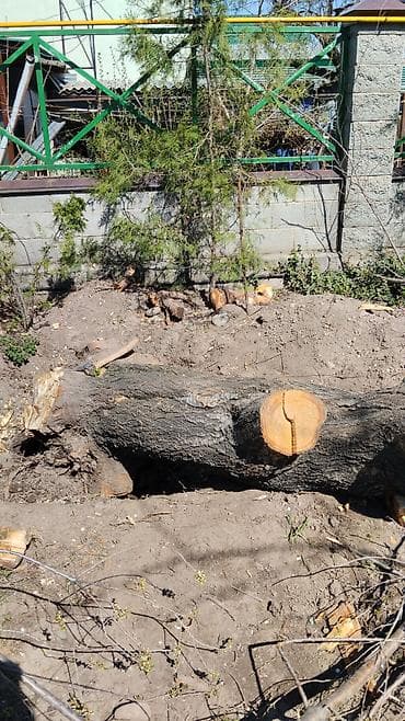 прикорневой объем: Бактардын тамырларын казып алып салуу услуги по корчеванию пней и — 7