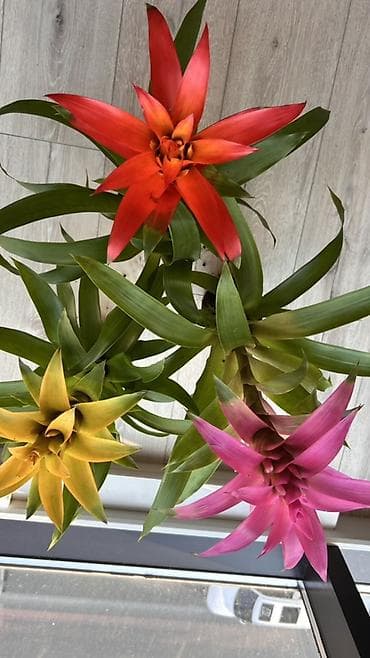 пластиковые трубы б у: Гузмания (Guzmania) Голландия— комнатные бромелии с яркими — 2