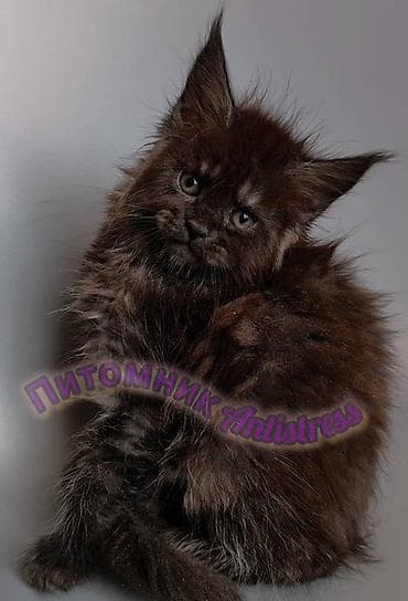 тара для мёда: Питомник Antistress предлагает котёнка породы мейн-кун — 4