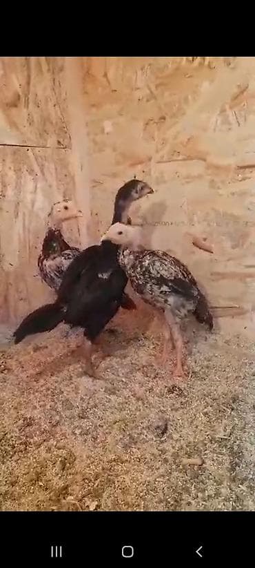 Продаю | Индюшата | На забой | Племенные